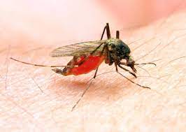 Nigeria has a lot to learn from China’s successful fight against malaria