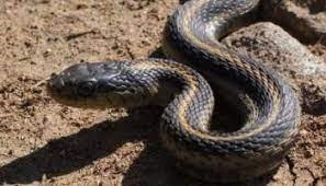 Nigeria records 20,000 cases of snakebites, 2,000 deaths annually — Sen. Mamora