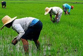 Plateau to host 1,500 farmers in root crops expo