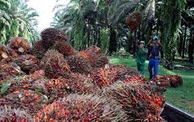 Fight over Illegal Logging Business in Okomu Forest Reserve