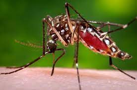 EPI-WIN Webinar: Dengue: Managing a Rapidly Expanding Epidemic