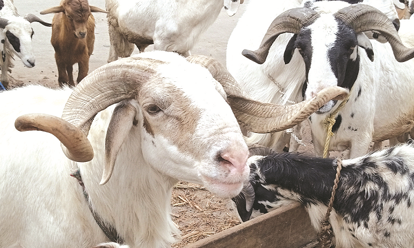 Eid el-Kabir: Residents decry surge in ram prices in Bauchi